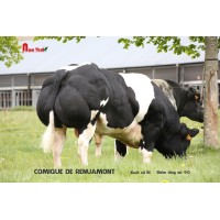 Tinh bò thịt BBB - COMIQUE DE RENUAMONT